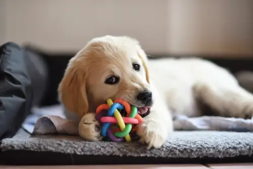 Dental Disease: The Dangers of Untreated Pet Dental Issues