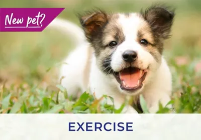 East Riding vets discuss exercising your puppy and kitten