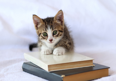 Celebrating World Book Day 2024 with Wicstun Vet Group